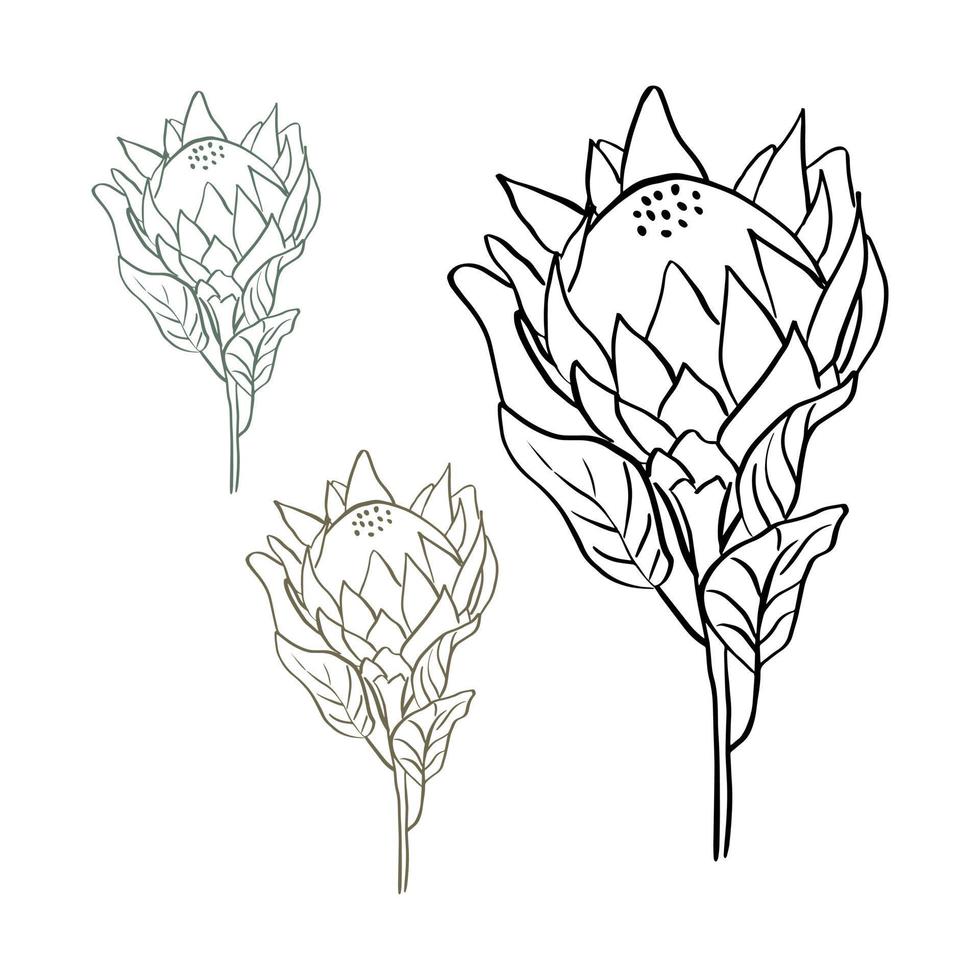 flor de protea rey tropical en flor aislada sobre fondo blanco. ilustración de vector de estilo de línea dibujada a mano