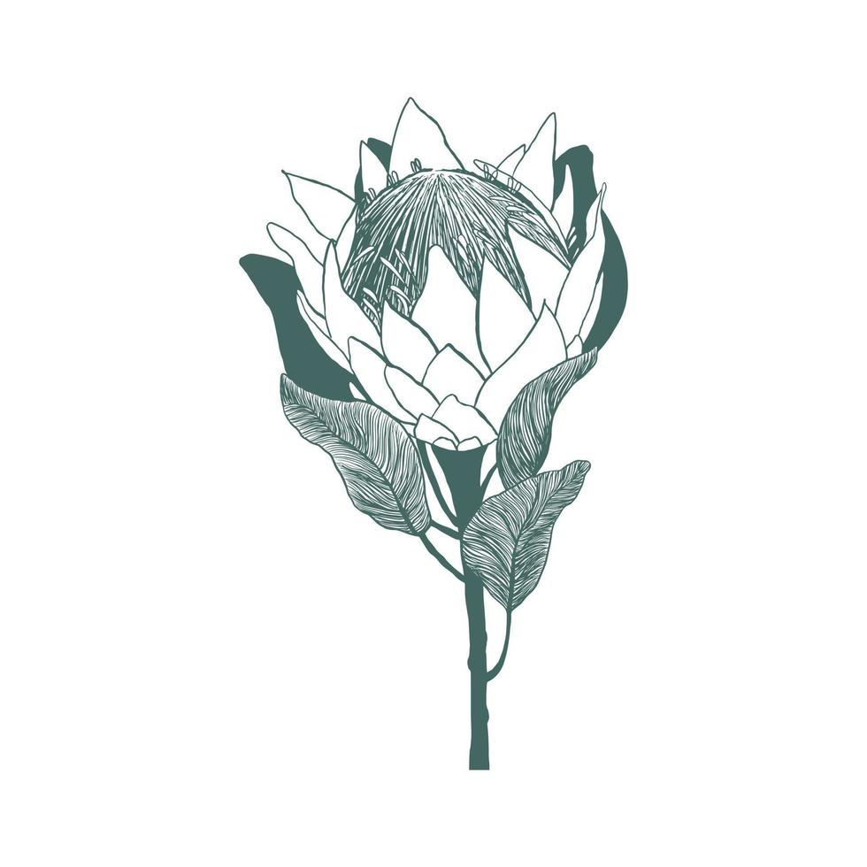 flor de protea rey dibujada a mano. ilustración de estilo boceto aislada sobre fondo blanco. elemento botánico floral. flores silvestres africanas gráficas vectoriales vector