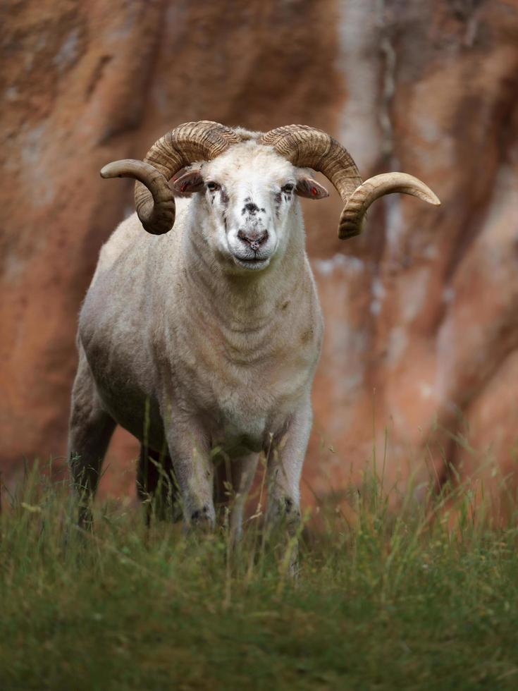 Sheep in zoo photo