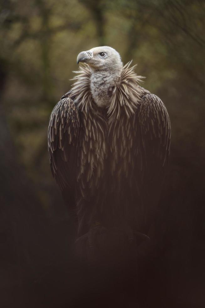 Eurasian Griffon in zoo photo