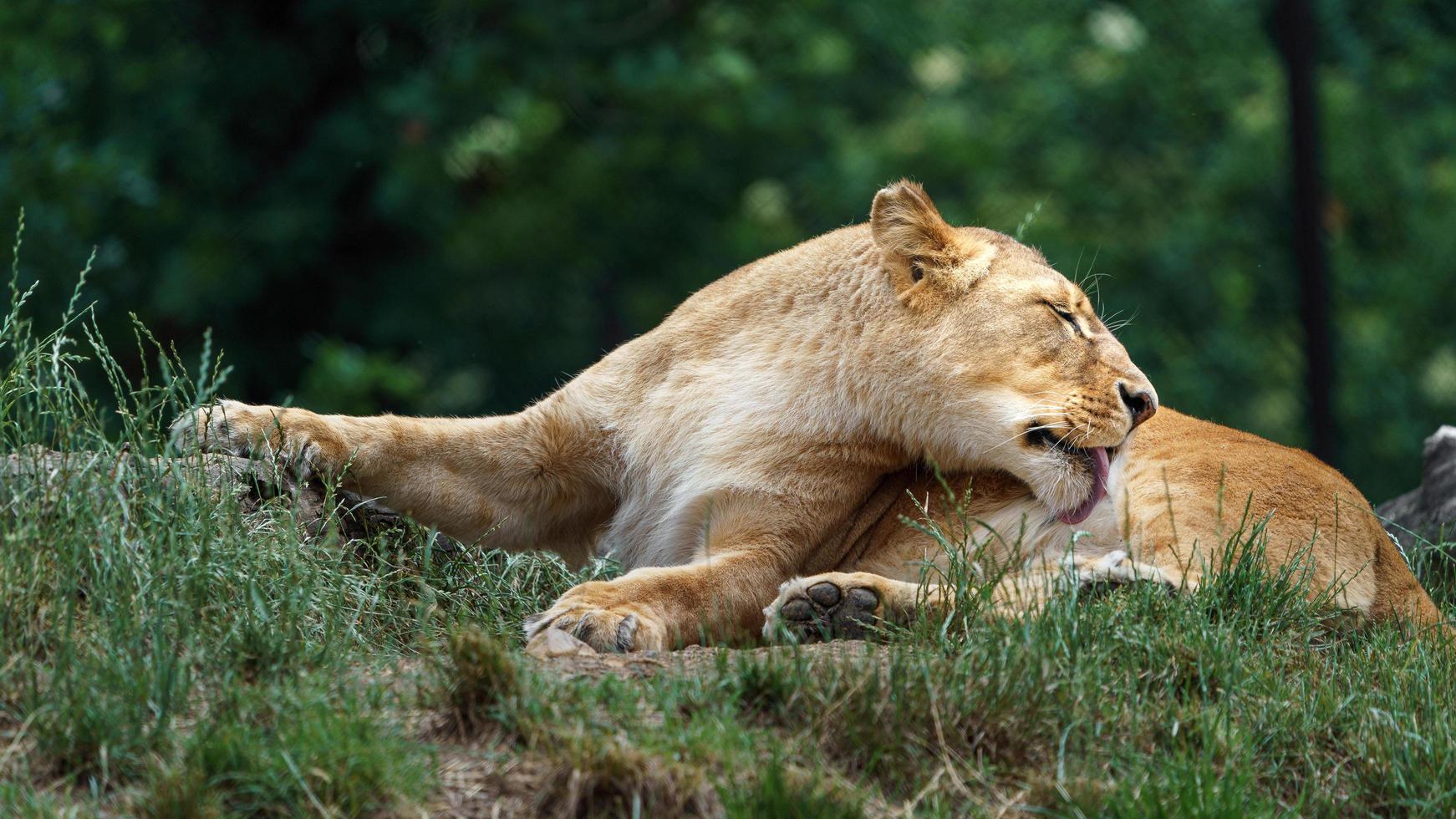 Lioness in zoo photo