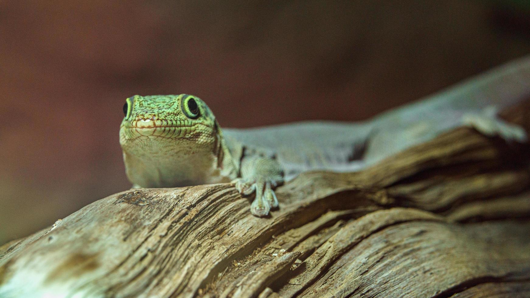 Standing's day gecko photo
