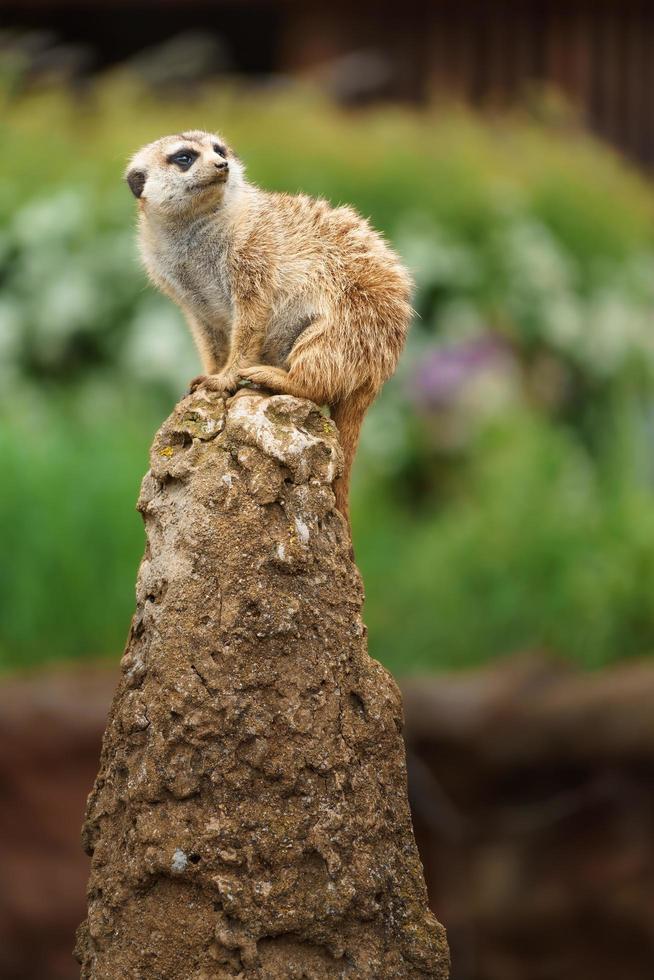 Meerkat in zoo photo