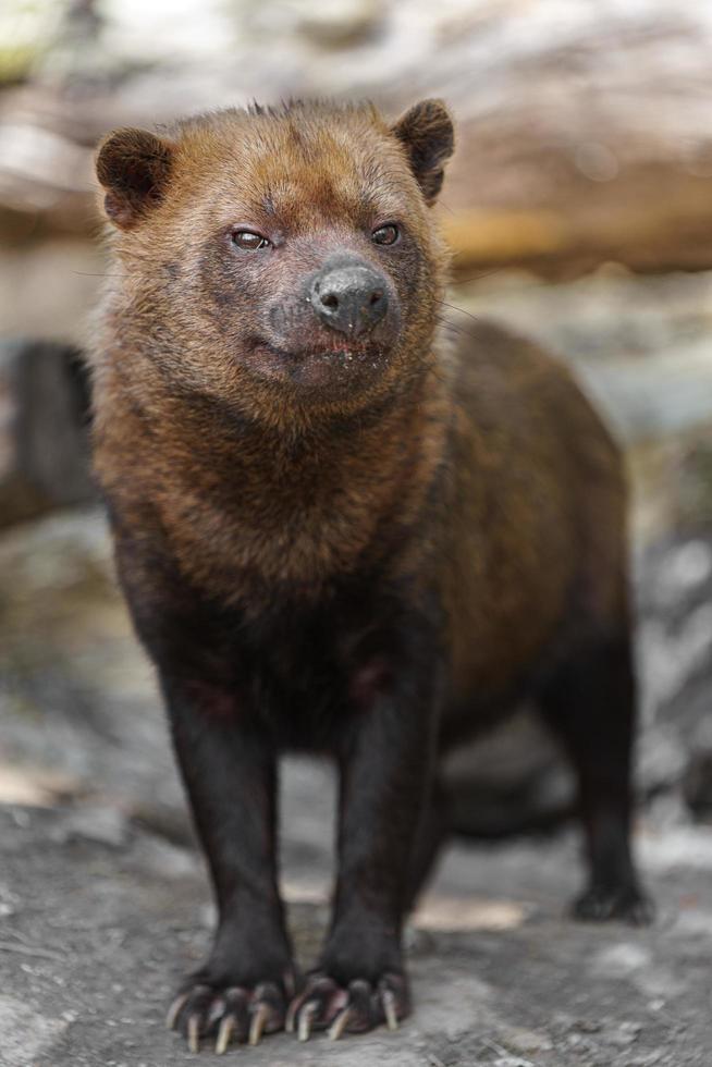 Portrait of Bush dog photo