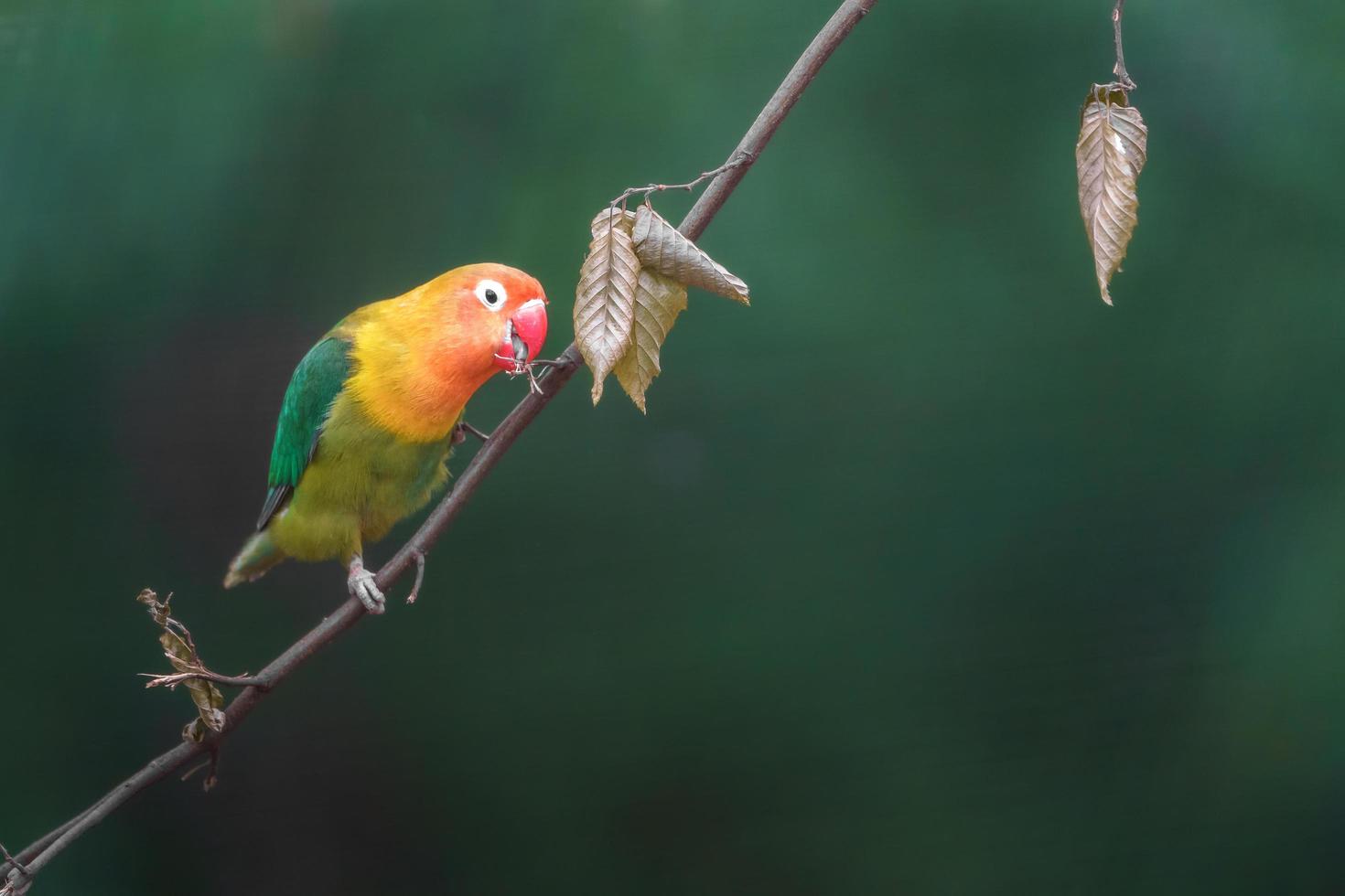 Agapornis de fischer en rama foto