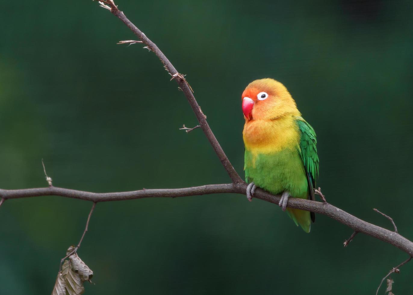 Fischer's lovebird on branch photo