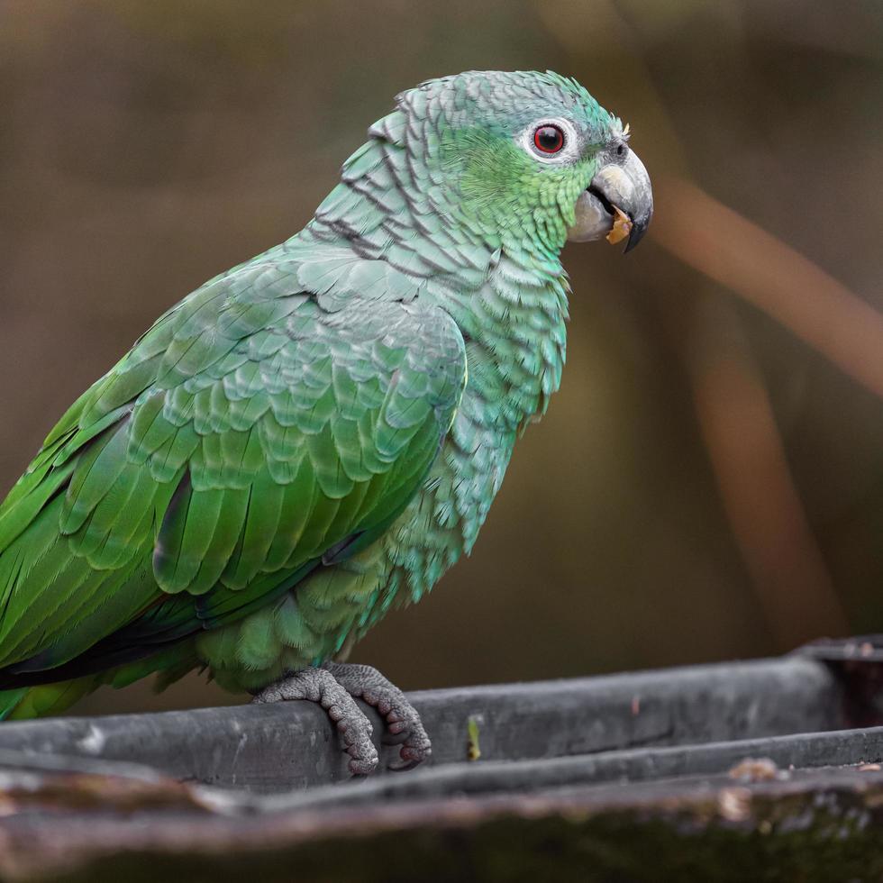 Southern mealy amazon photo