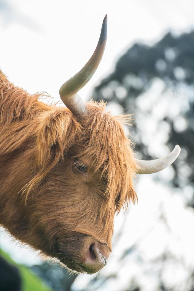 Headshot of the highland cow in the farm of Churchill island at Phillip island, Victoria state of Australia. photo