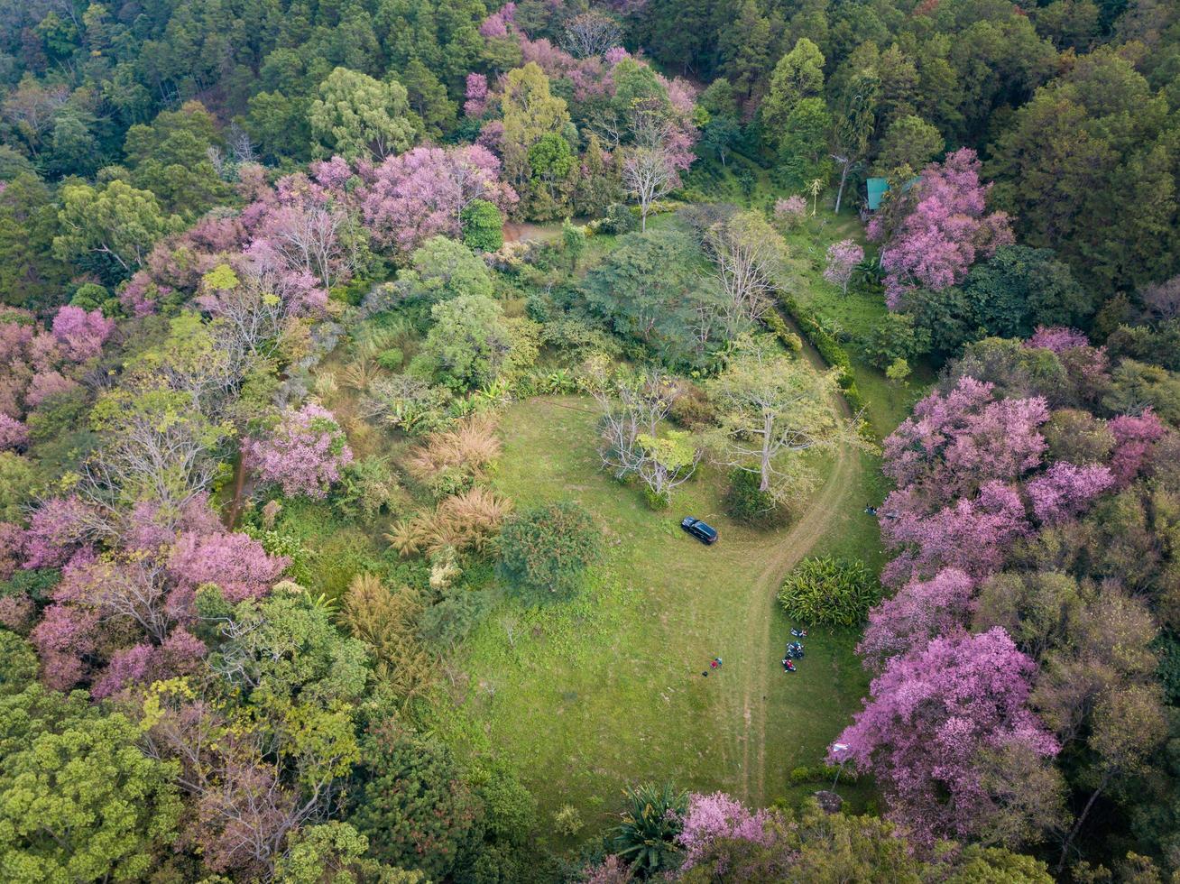 Aerial view of cherry blossom flowers blooming around the hill top of Doi Chang mountain in Chiang Rai province, Thailand. This mountain has rich mineral and soil for growing unique coffee. photo