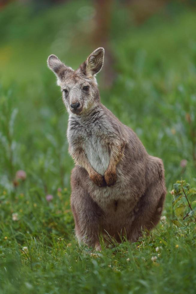 Common wallaroo in grass photo