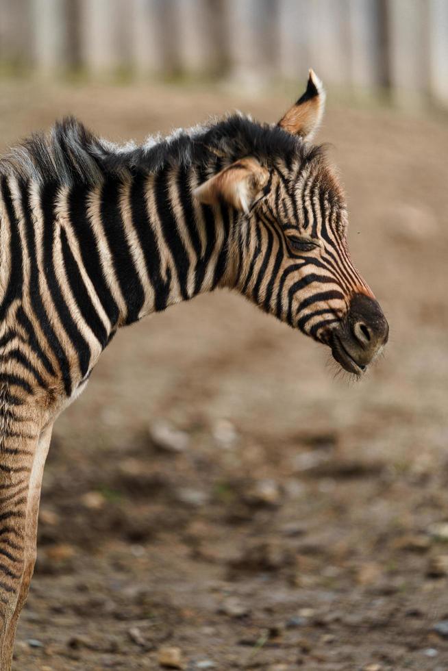 Burchell's zebra in zoo photo