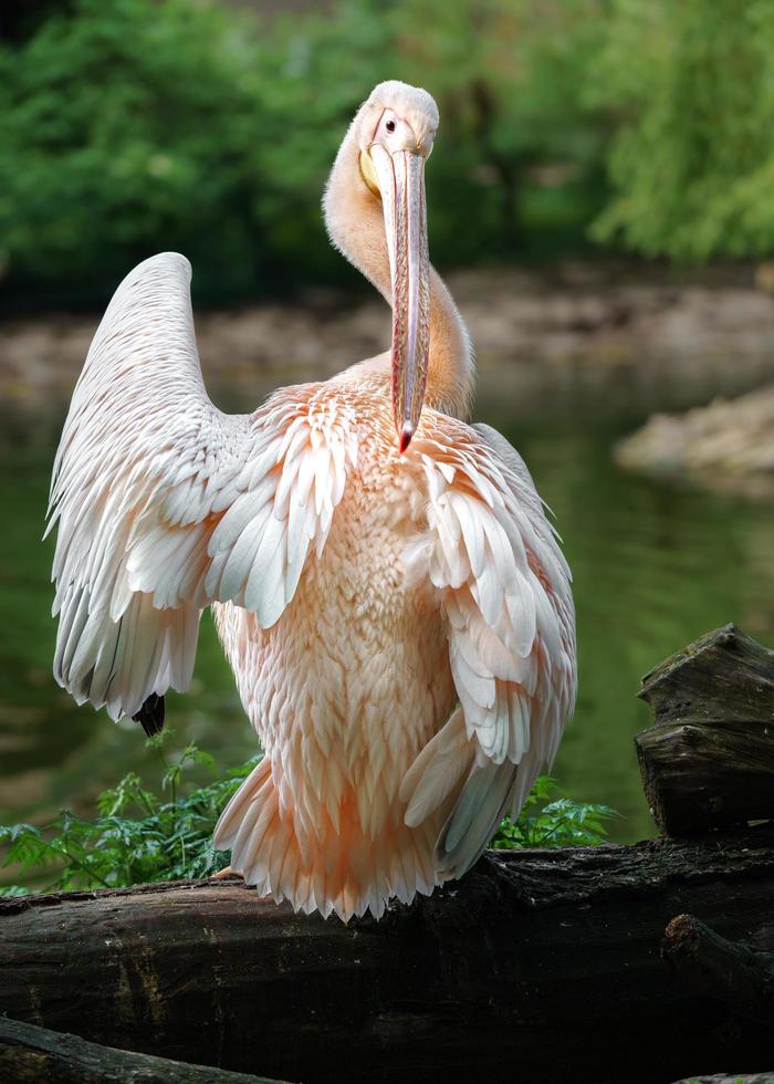 Great white pelican photo