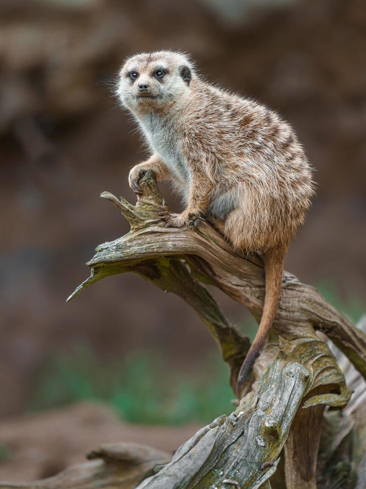 Meerkat on branch photo