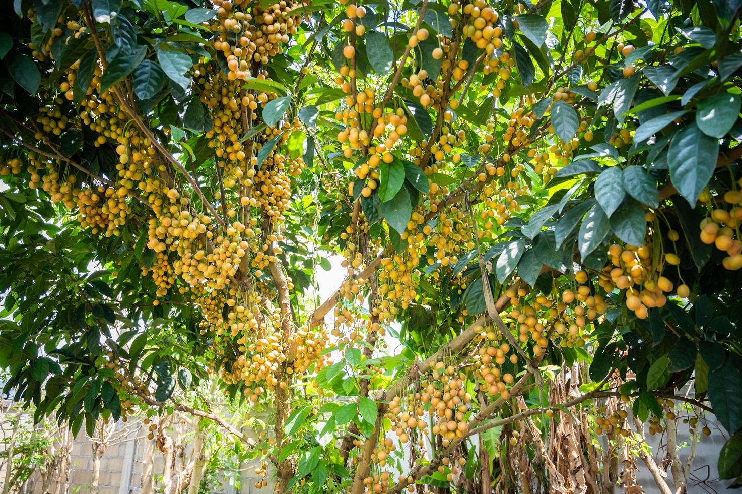 Burmese grape tree with abundant fruits in growing. Burmese grape is an evergreen tree native in Asia. photo