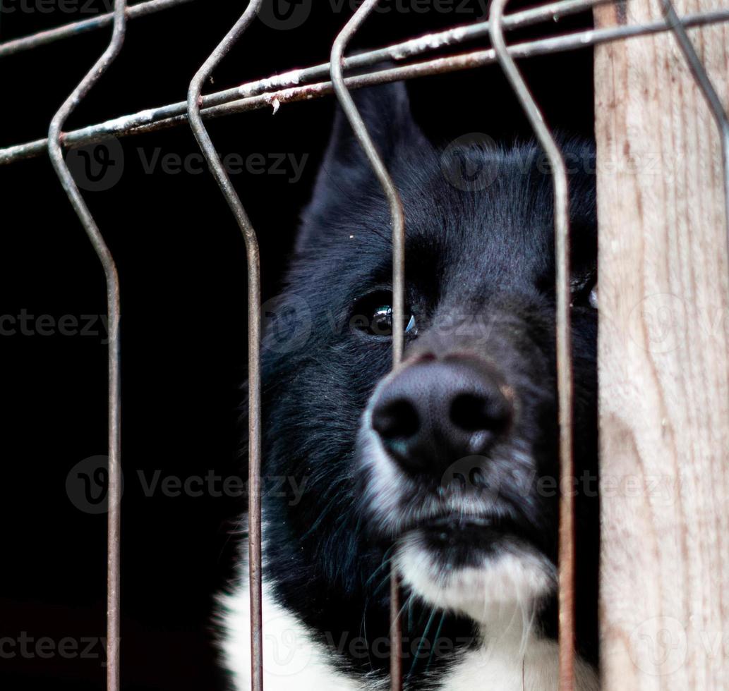 East siberian laika dog looking on target photo