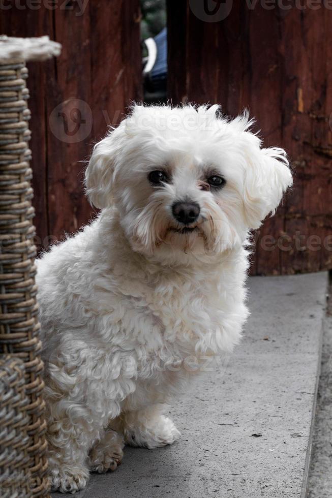 bichón maltés adulto mirando a la cámara en el jardín foto