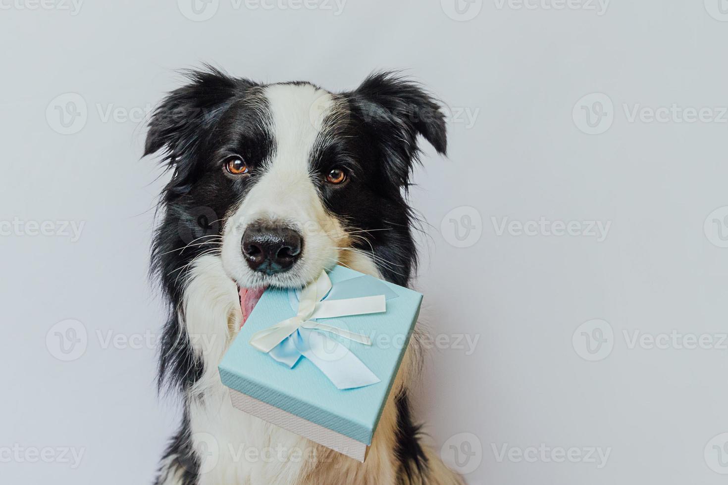 Puppy dog border collie holding blue gift box in mouth isolated on white background. Christmas New Year Birthday Valentine celebration present concept. Pet dog on holiday day gives gift. I'm sorry. photo