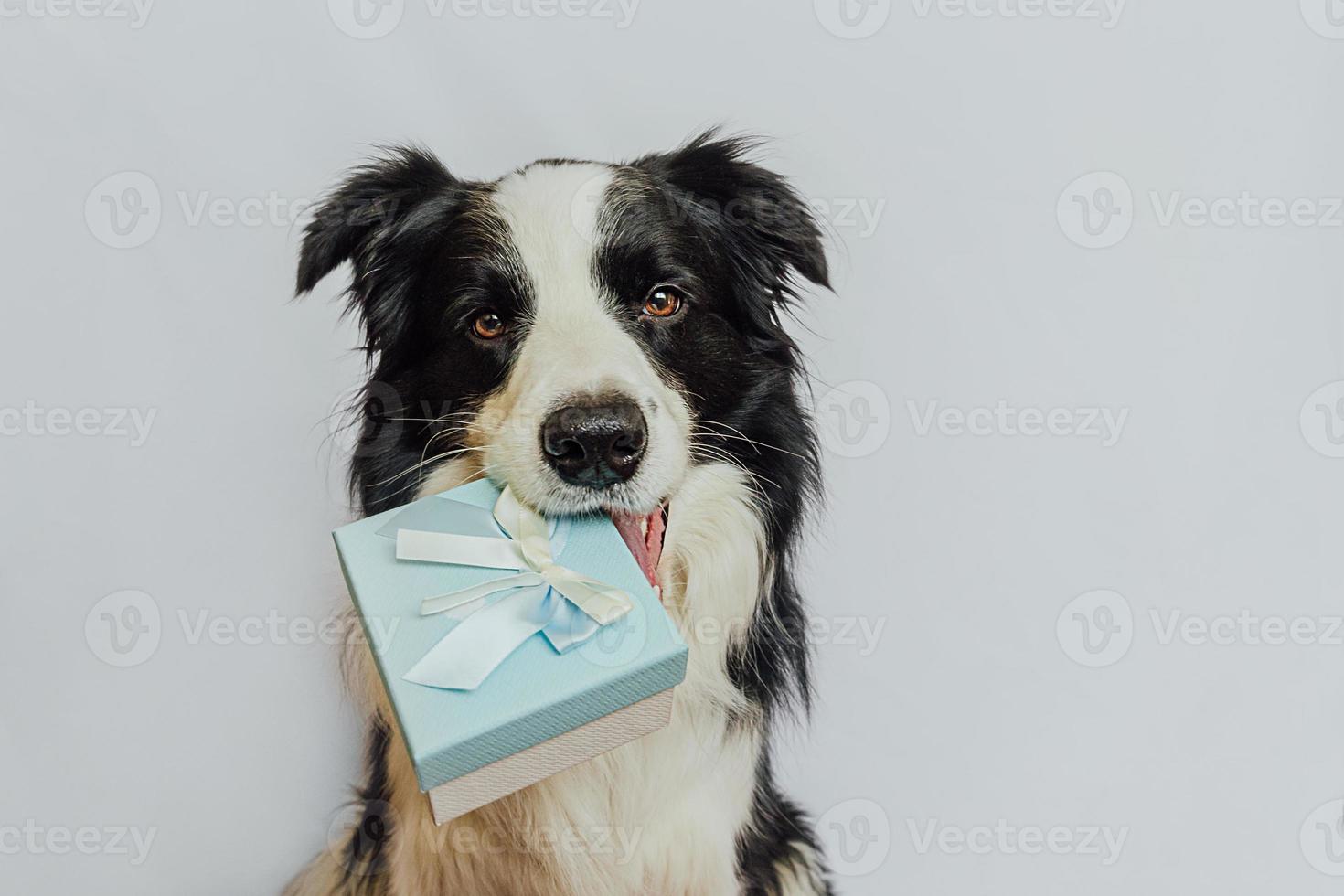 Puppy dog border collie holding blue gift box in mouth isolated on white background. Christmas New Year Birthday Valentine celebration present concept. Pet dog on holiday day gives gift. I'm sorry. photo