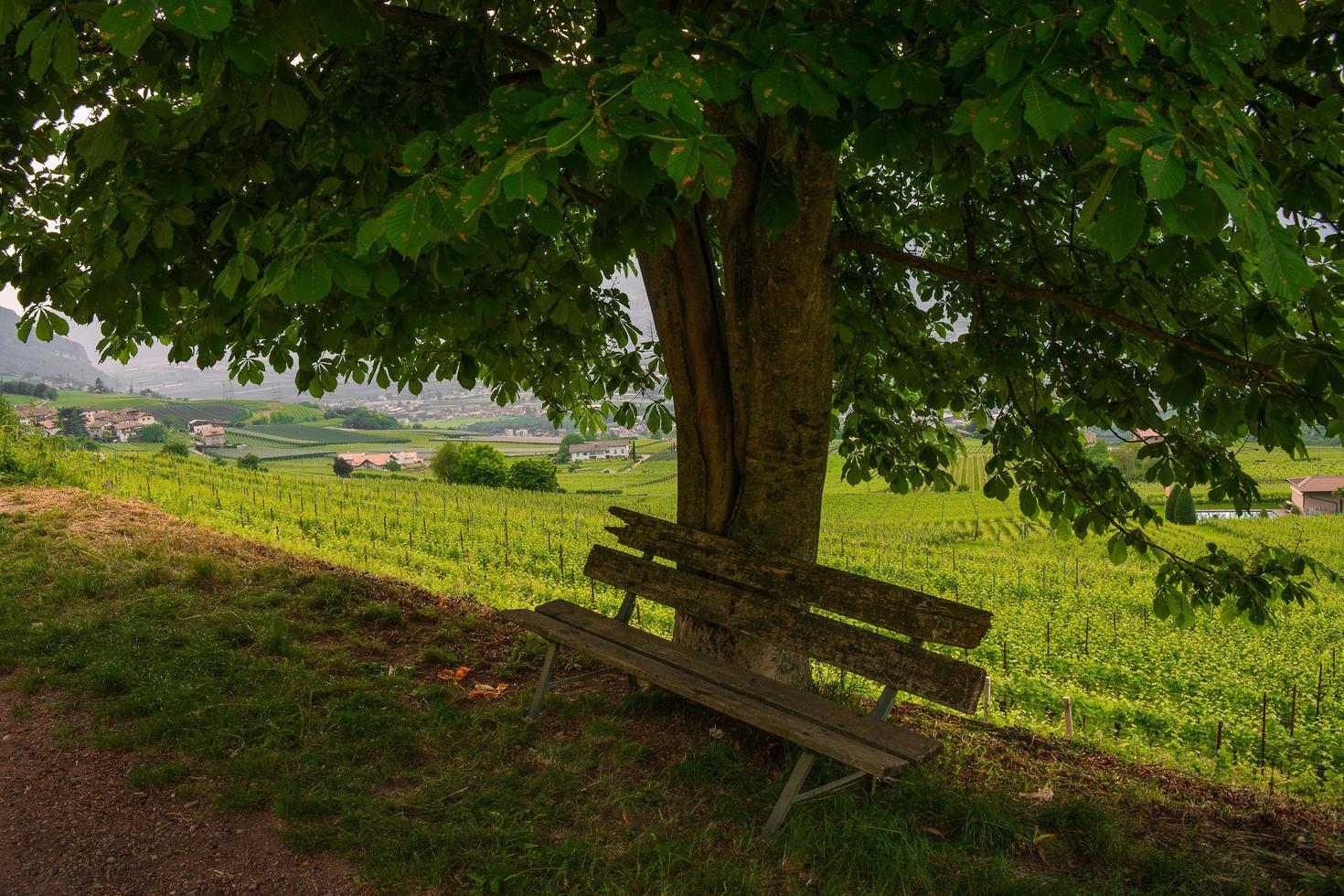 banco bajo un árbol en un paisaje montañoso o montañoso, relajarse entre los viñedos en el campo, turismo verde durante las vacaciones de verano, relajación en la naturaleza durante las vacaciones foto