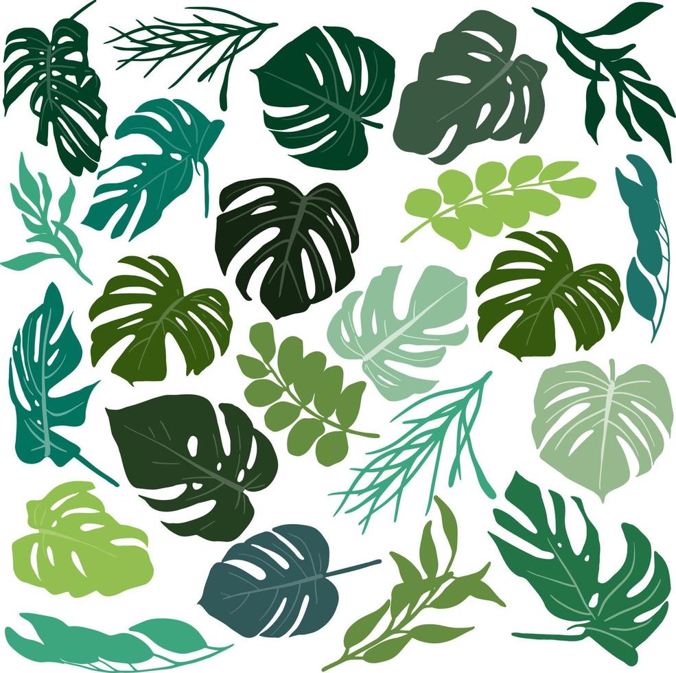 Tropical abstract set. Leaves of monstera vector