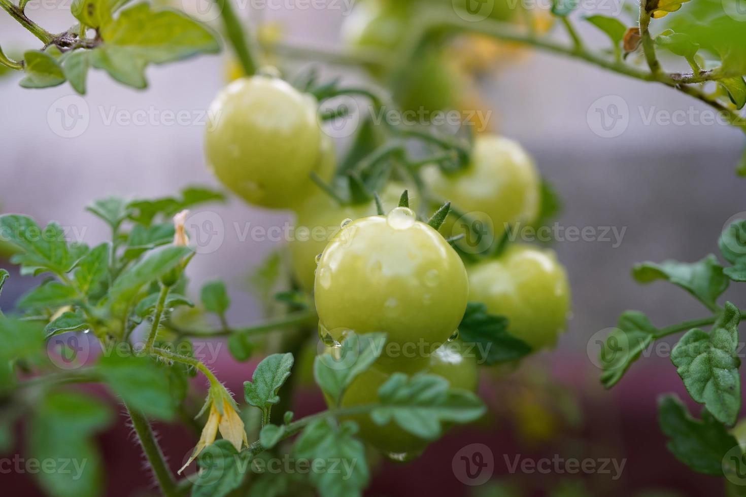 Fresh and nutritious tomato object, home grown crops photo