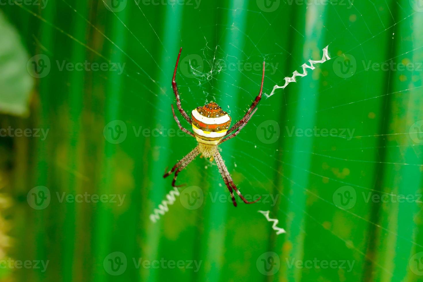 A spider in a web on a green background. Selective focus. photo