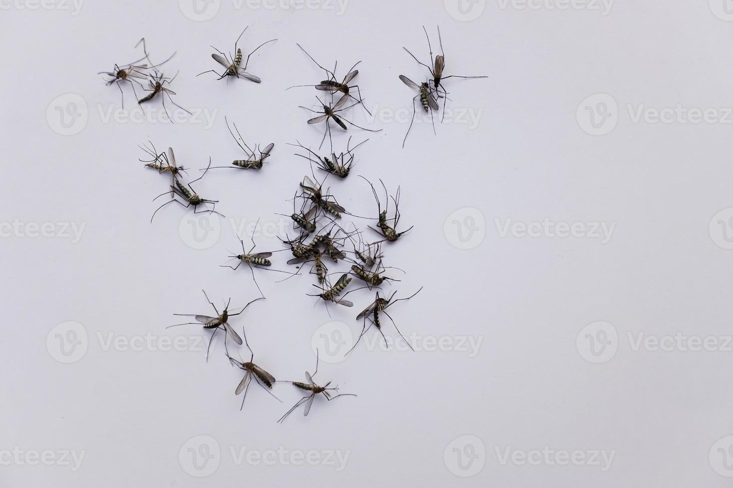 un grupo de mosquitos está muerto en un fondo gris. foto