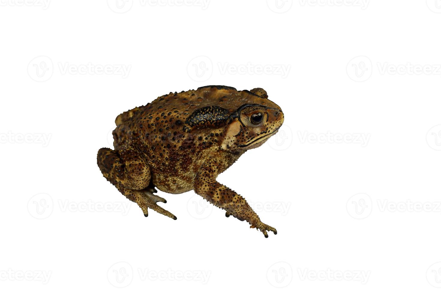 vista lateral del sapo común, sapo asiático, o simplemente el sapo, bufo bufo, sobre fondo blanco con camino de recorte. foto