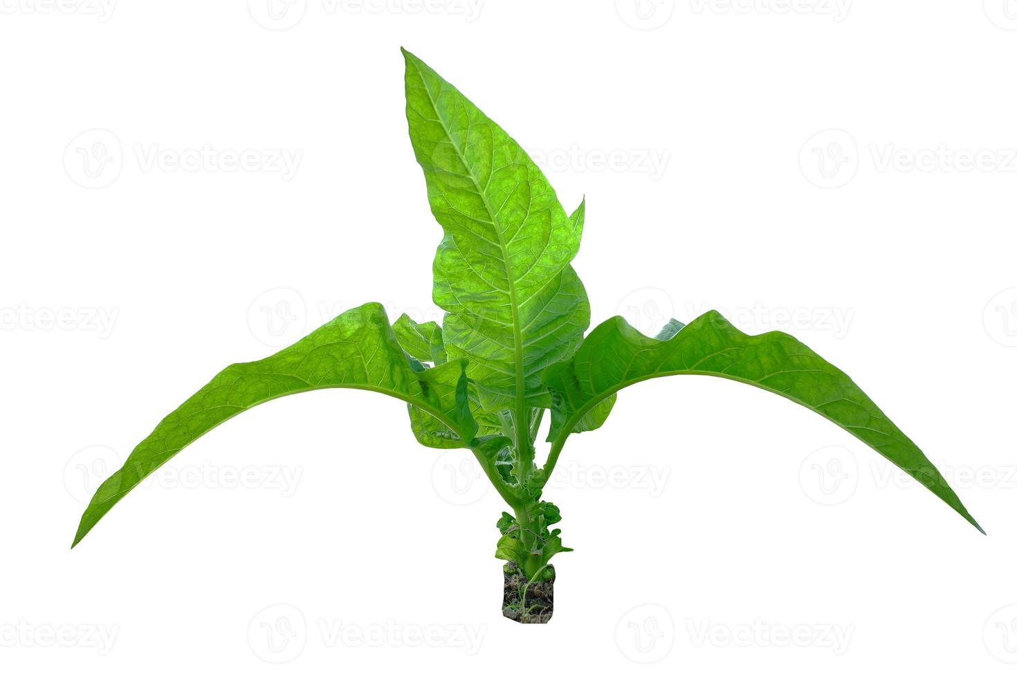 hojas de tabaco brasileño sobre fondo blanco. nicotiana rustica, o tabaco azteca, tabaco fuerte, es una planta de la selva tropical de la familia de las solanáceas. foto