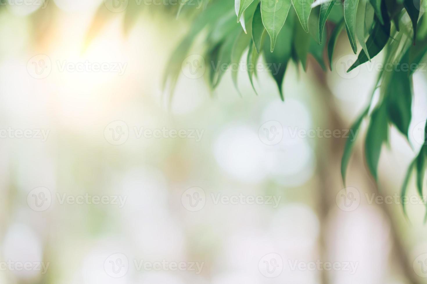 Green toned blurred nature bokeh public park with several trees. photo