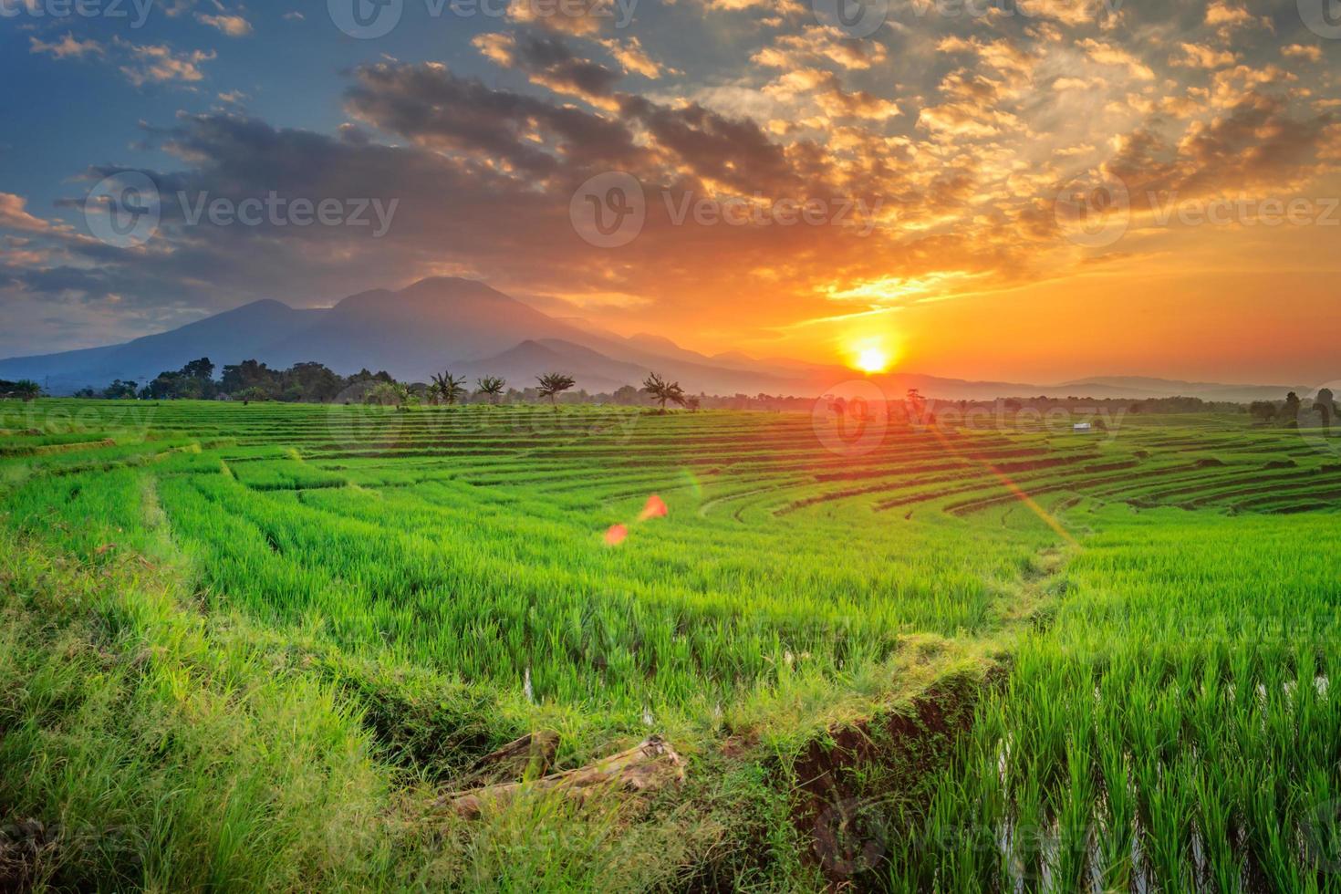 panoramic view of the countryside with green rice fields in the morning photo
