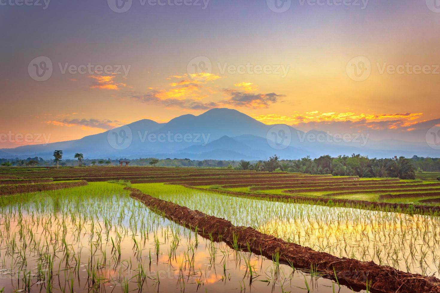 beautiful view of rice fields in the morning with rice fields and mountains photo