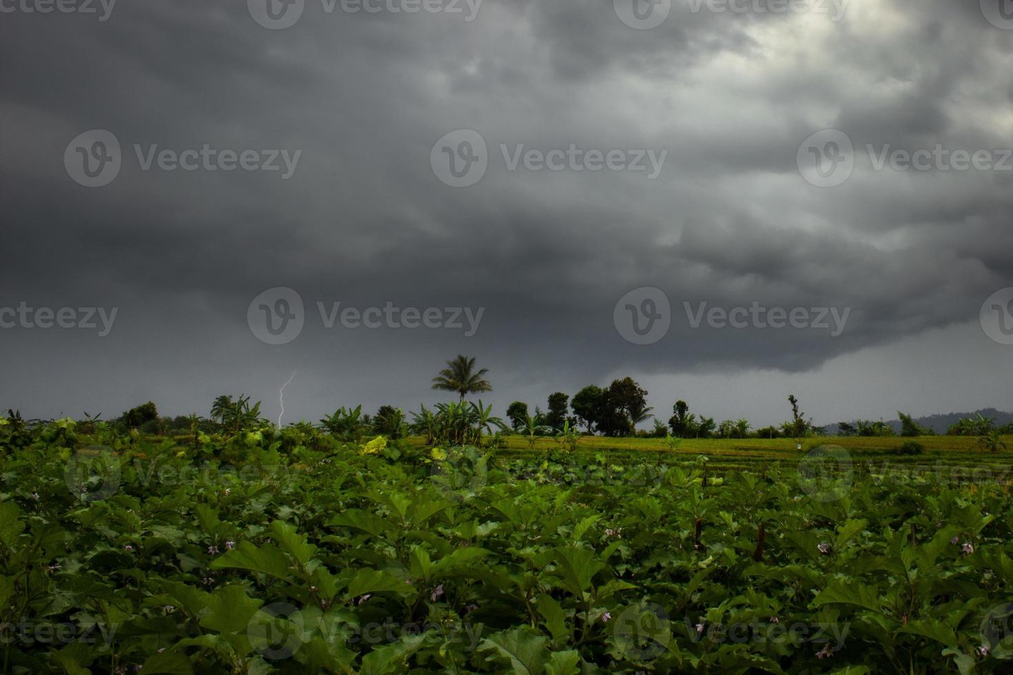 natural scenery and lightning when storm clouds arrive in the rice fields of Bengkulu, Indonesia, Asia photo