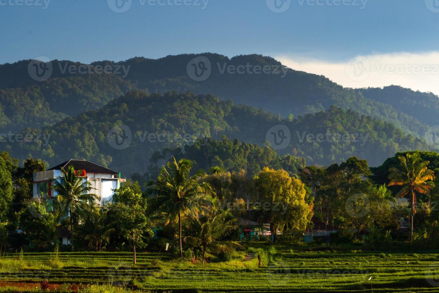 vista matutina de terrazas de arroz en bengkulu, norte de asia, indonesia, hermosos colores y luz natural, cielo despejado por la mañana foto