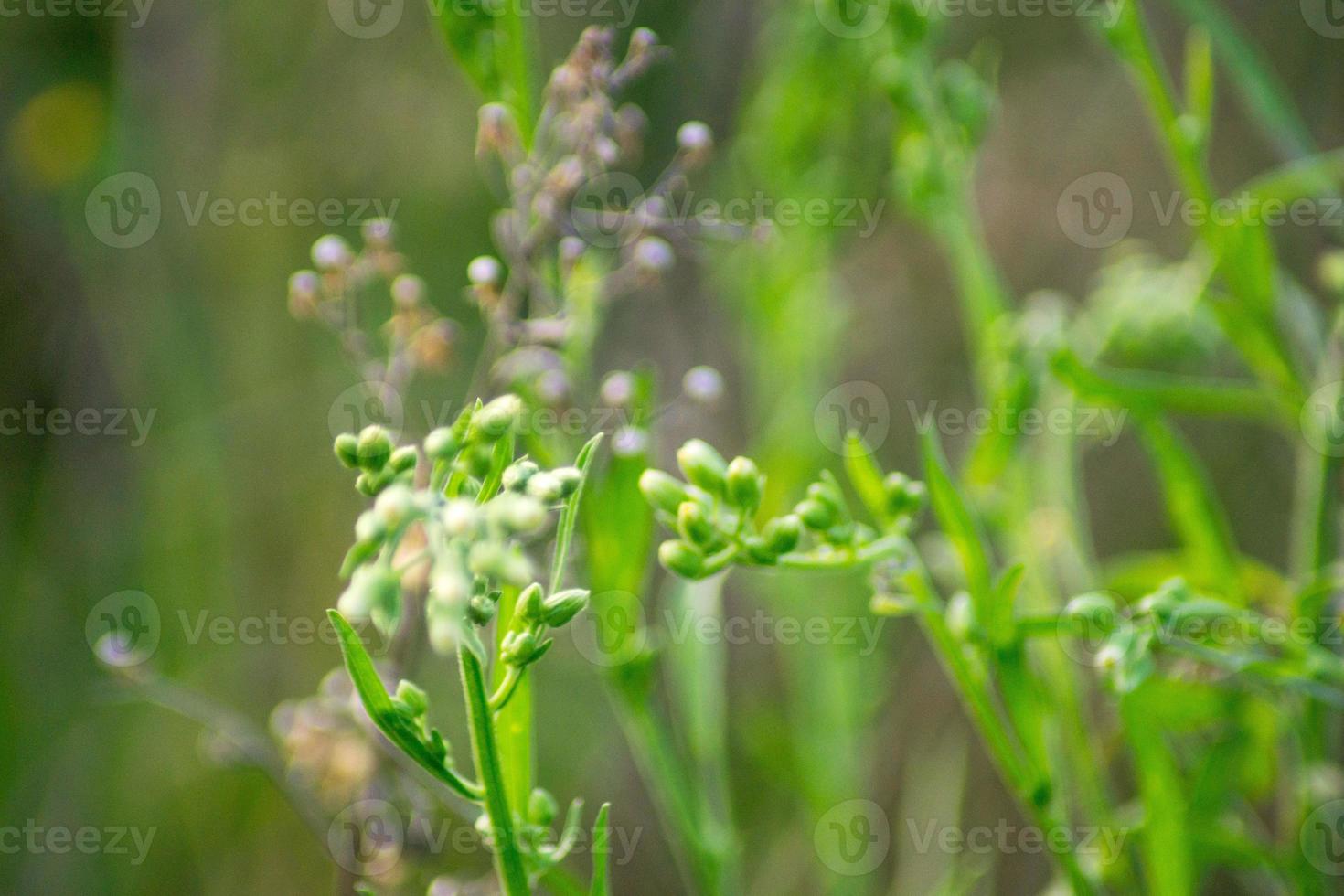 macro photo of wild plants in the mountain range area in the morning