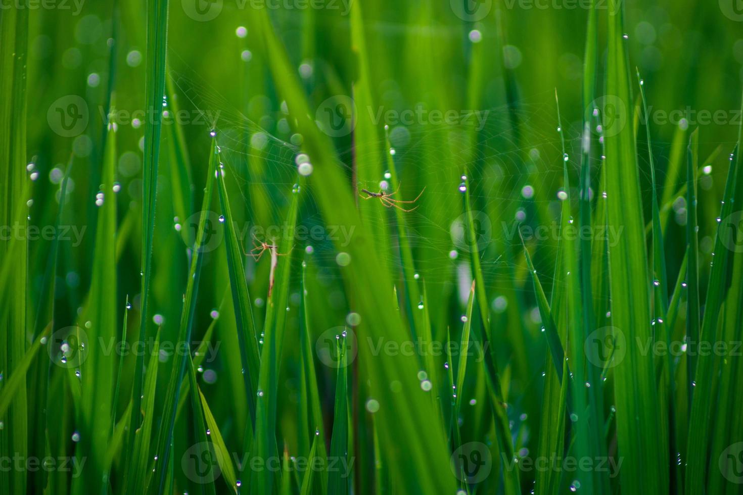 macro photo of spiders among the webs in the green rice and morning dew
