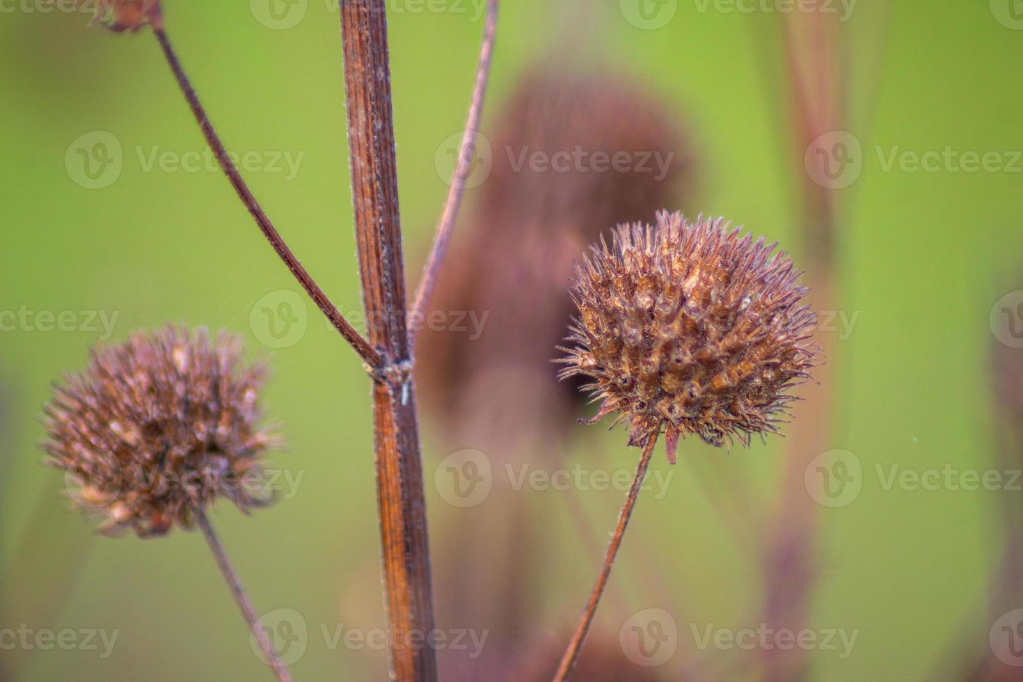 macro photo of dried flowers and stems with green blur background