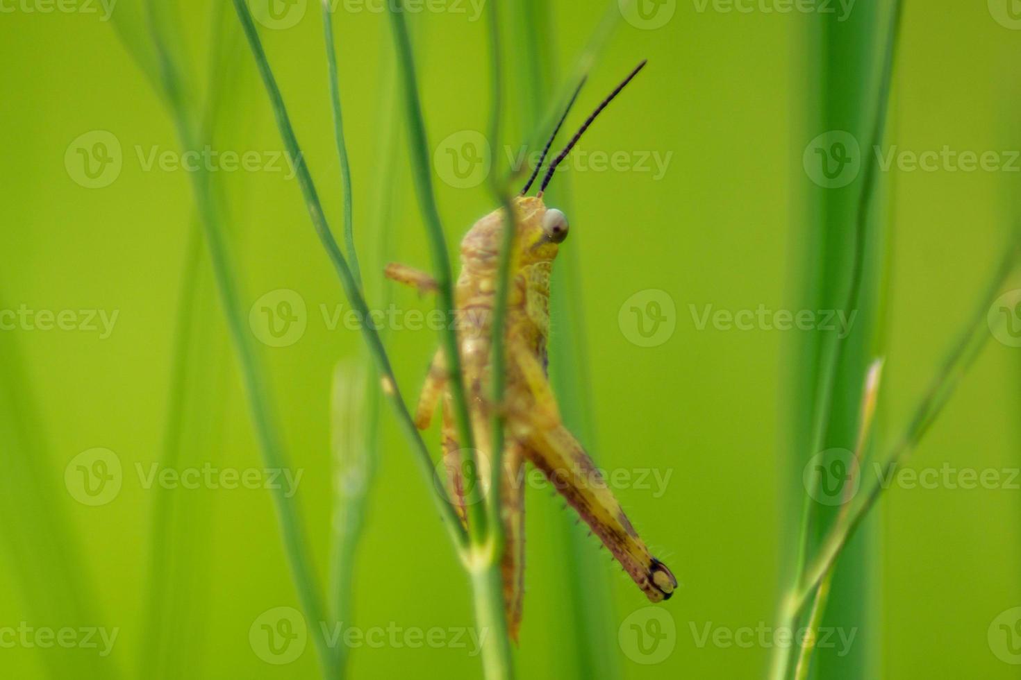 the grasshopper perched on the leaf stalk on the green in the morning photo