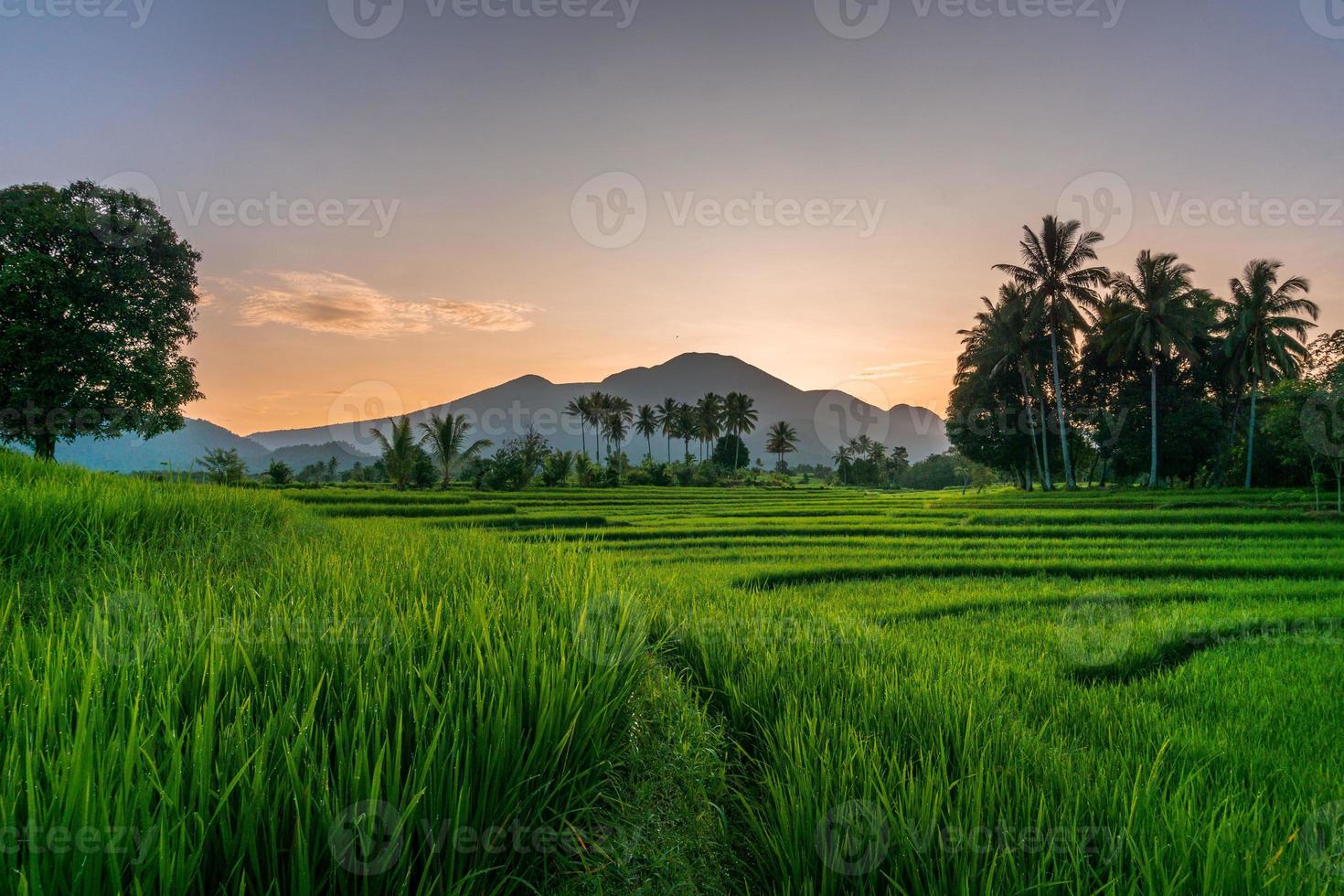 view of rice fields with green rice with dew and mountains on a sunny morning in indoensia photo