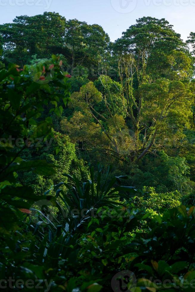 the view of the jungle in the leaf hills of Sumatra, Indonesia photo