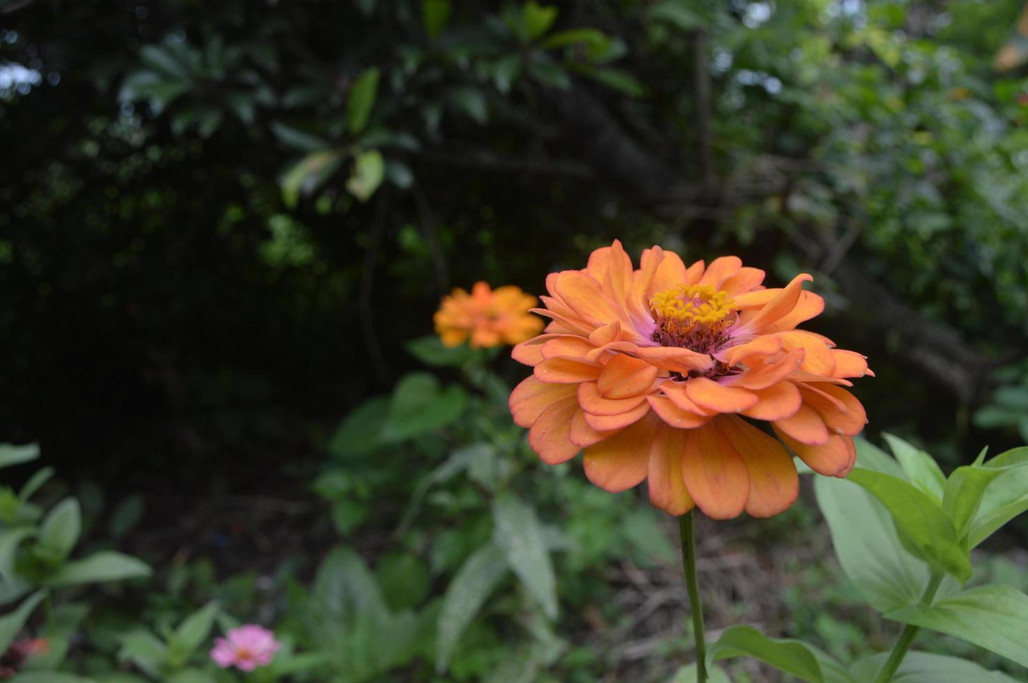 flowers blooming beautifully in the garden photo