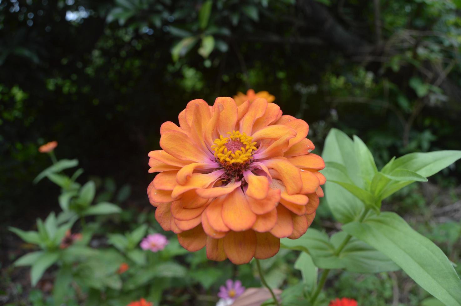 flowers blooming beautifully in the garden photo