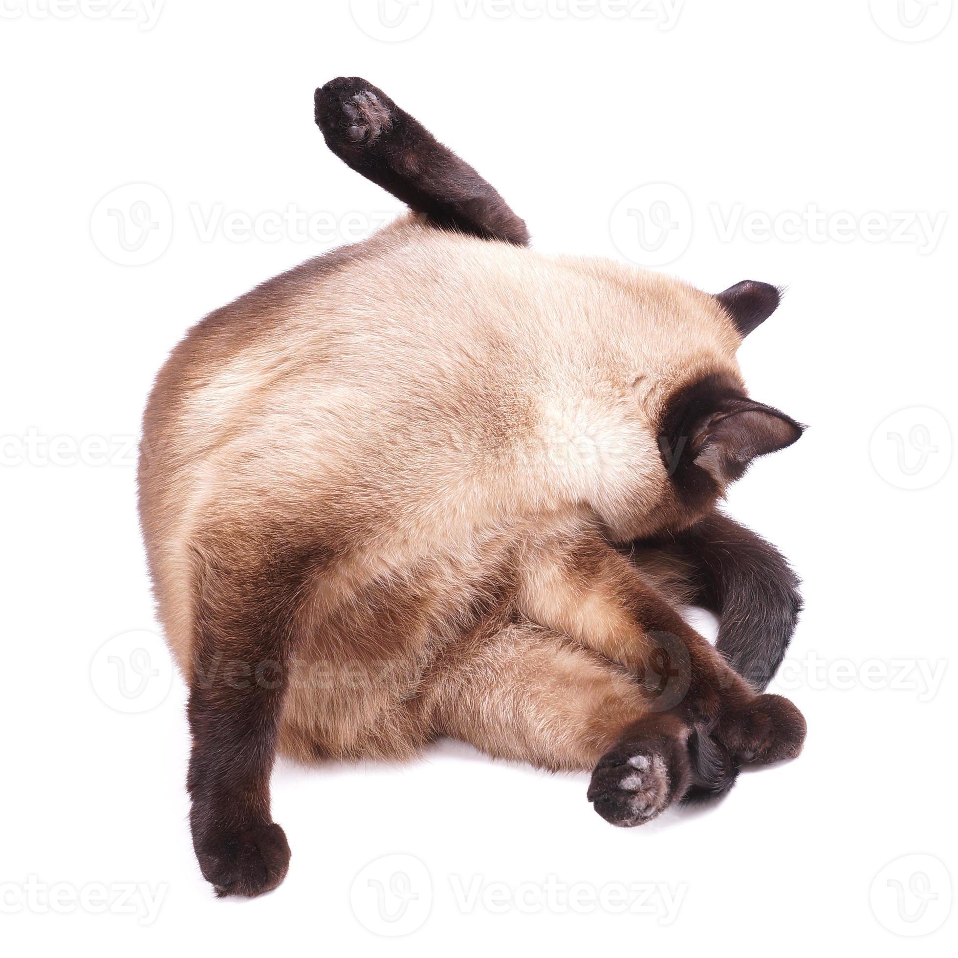cat licking fur 7978362 Stock Photo at Vecteezy
