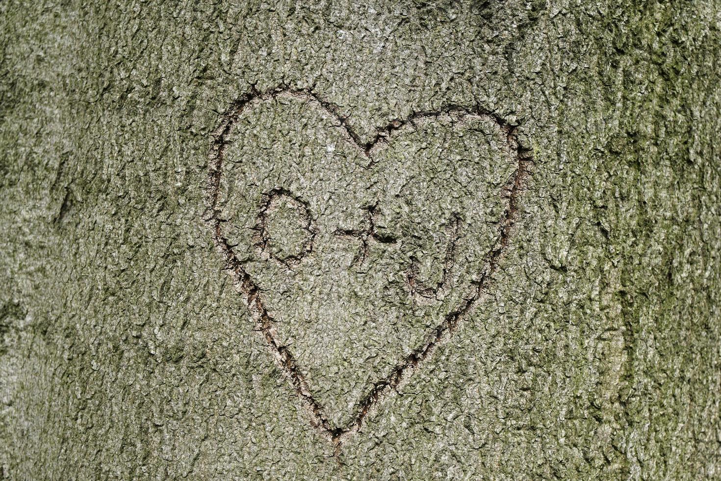 forma de corazón con iniciales talladas en un árbol foto