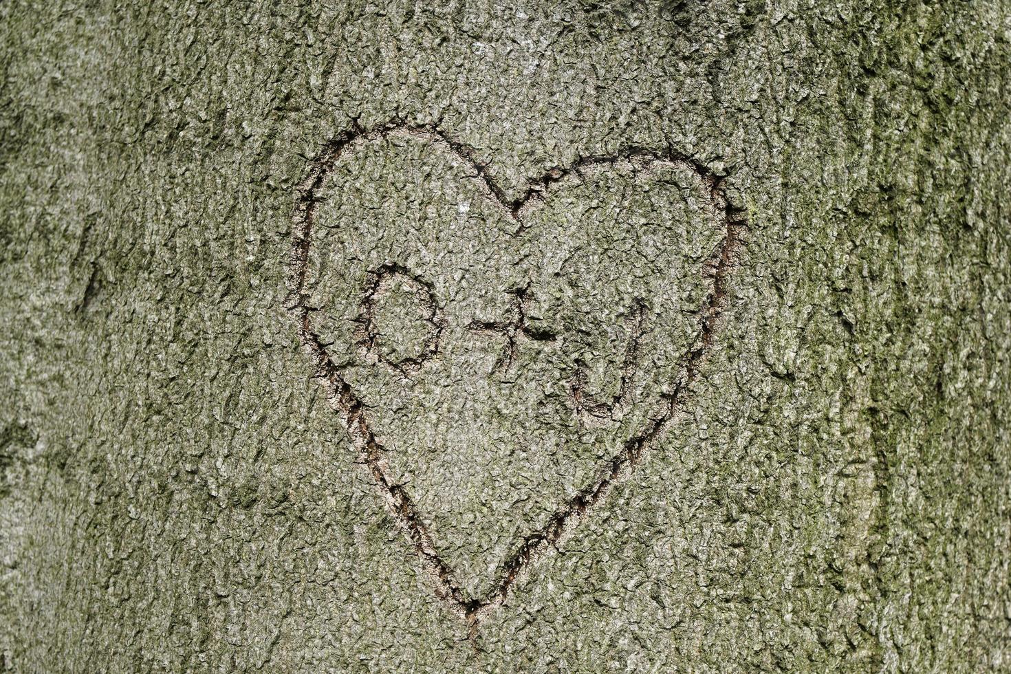 heart shape with initials carved into tree photo