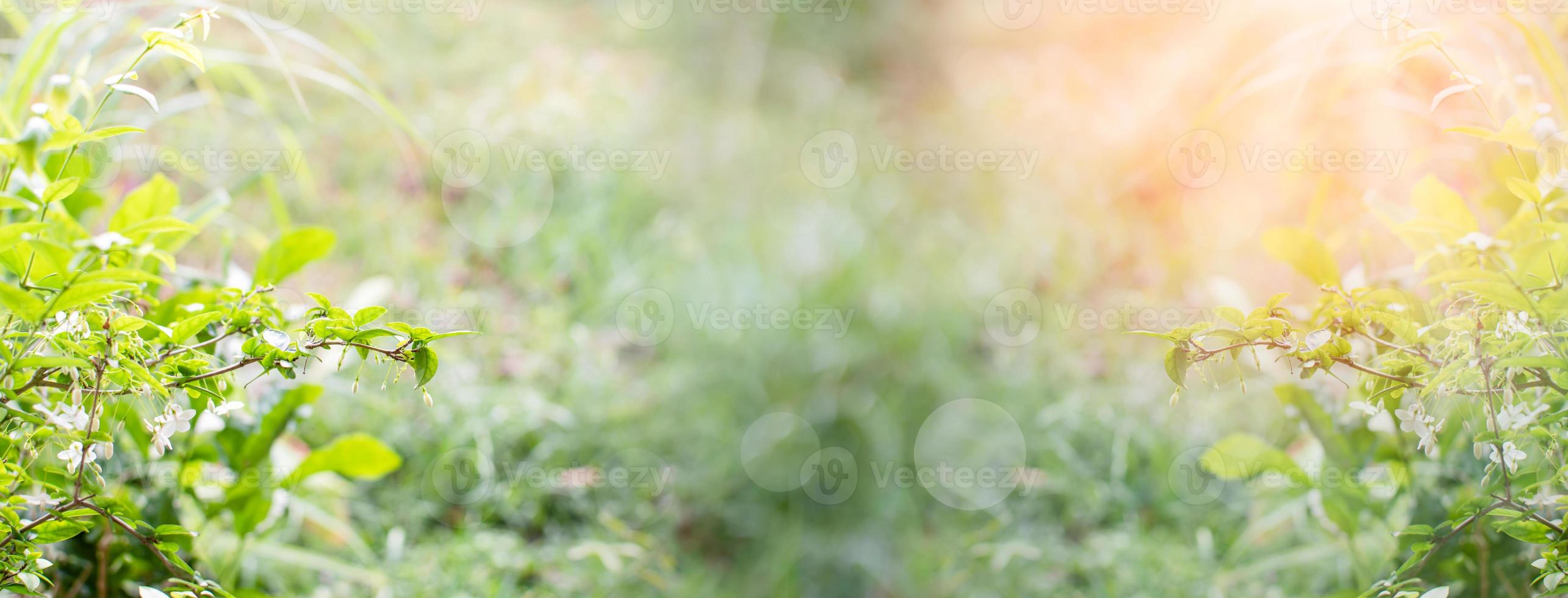 Lighting sunrise morning yellow gold is outdoor and the air is so fresh in the garden. Abstract bokeh beautiful for the nature grass background. The concept for design blurred ,defocused effect season photo