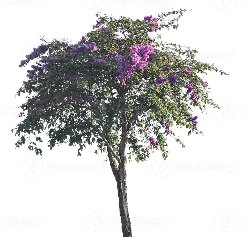 A standalone tree with purple and pink blossoms blooming outdoors on a sunny morning in the park with no people. photo