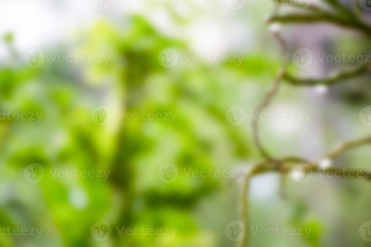The concept for design blurred and defocus effect season. Outdoor in a park and light dew on the leaves. Copy space on left for the design or text. Abstract bokeh green color for nature background photo