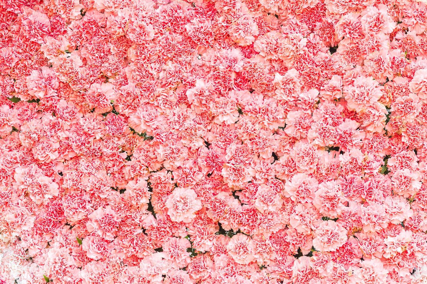Beautiful pink carnation flower photo