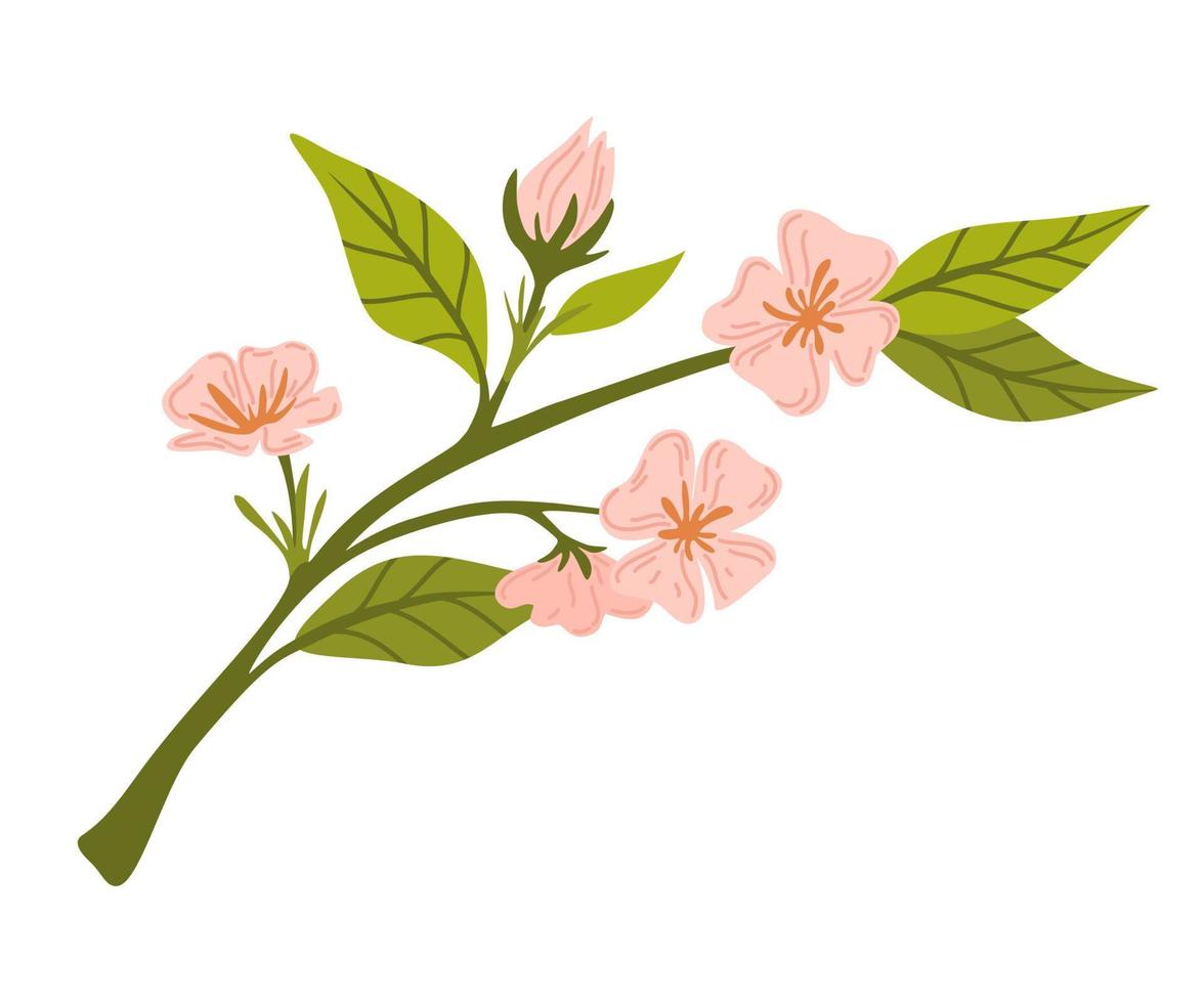 Branch with flowers. Apricot flowers. Spring flowering. Buds and green leaves.Vector cartoon illustration isolated on white background vector